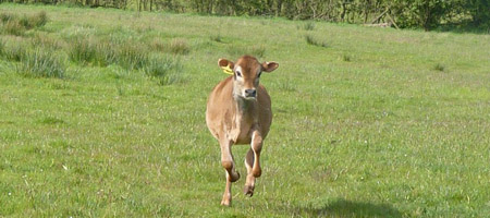 Fishers Farm Jersey calf